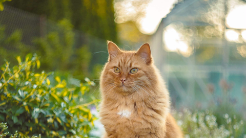 PÄEVAPILT ⟩ Koduaia ilves