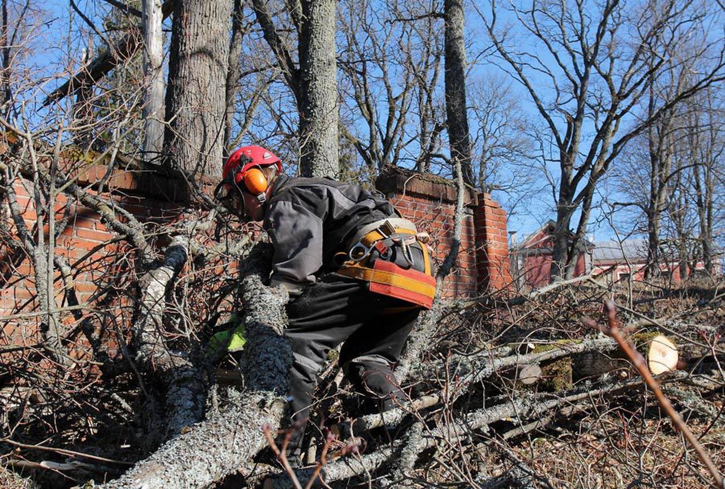 Õisu mõisapargis on puude langetamisega ametis Elva firma Roheline Ruum töömehed.