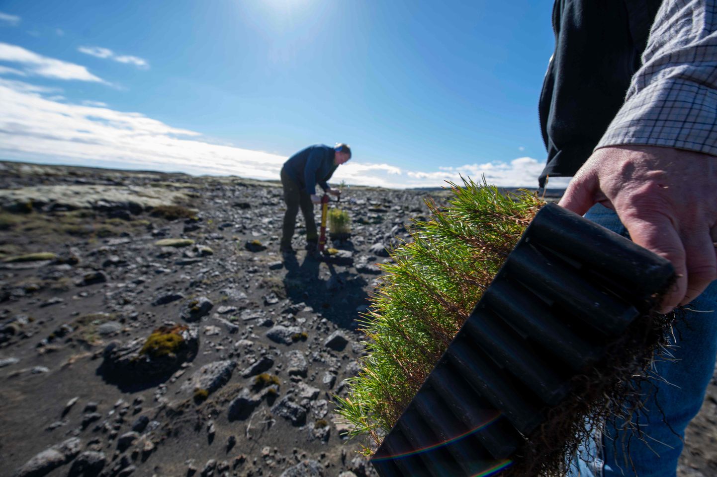 Islandi metsateenistuse töötajad istutavad kivisele pinnasele puid.