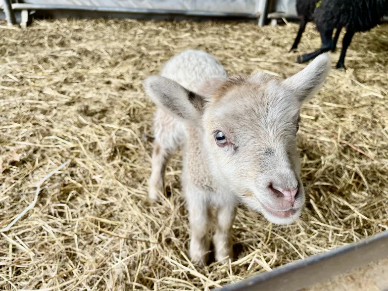 Lambatall