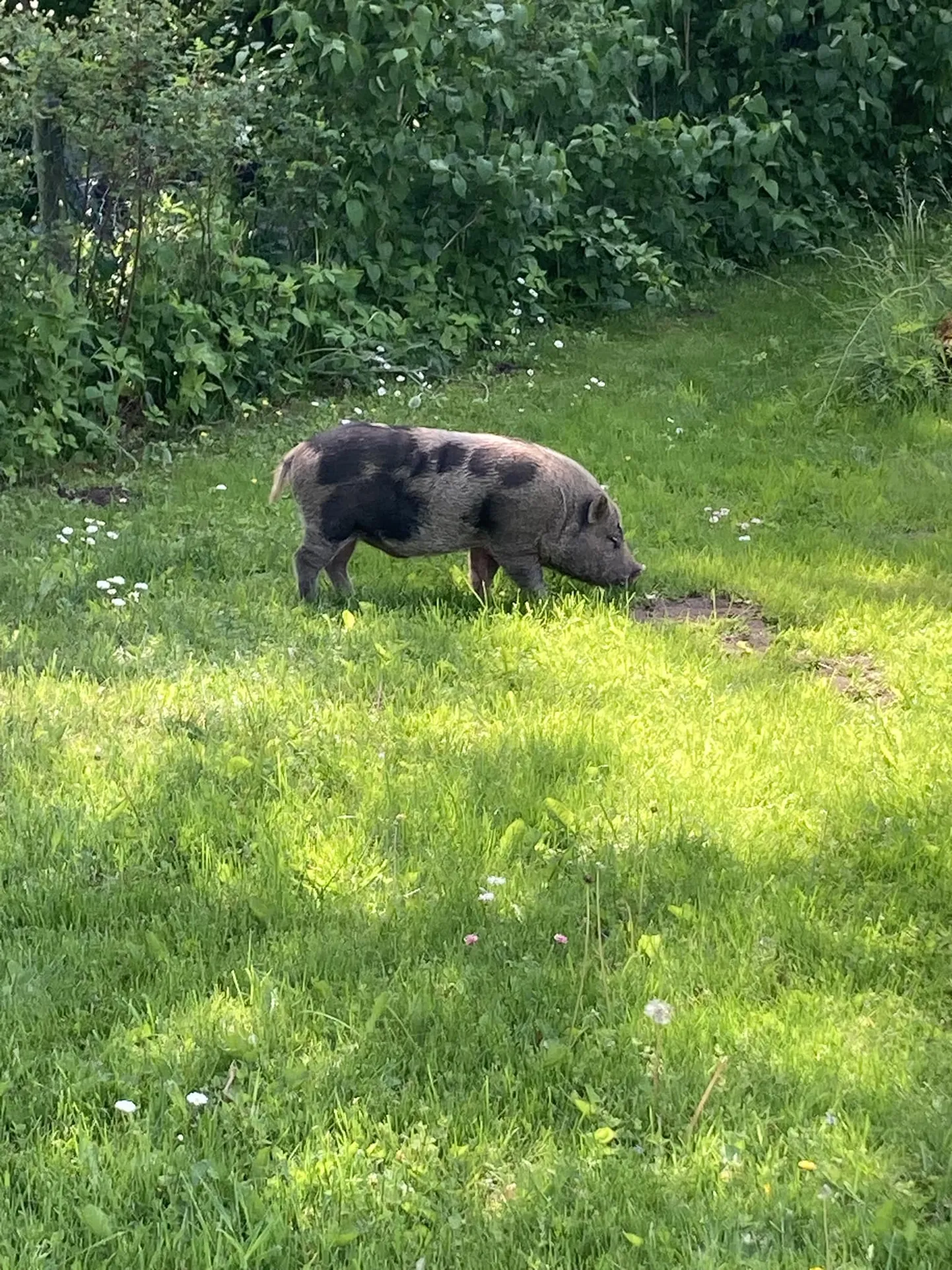 Laiguline notsu on võrdlemisi arg ning ei anna end väga lihtsalt kätte.