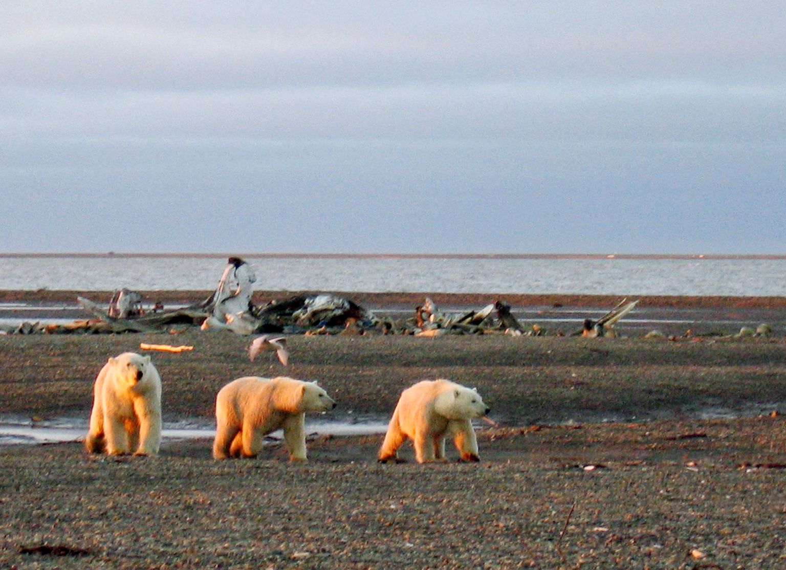 Jääkarud Beauforti mere kaldal.