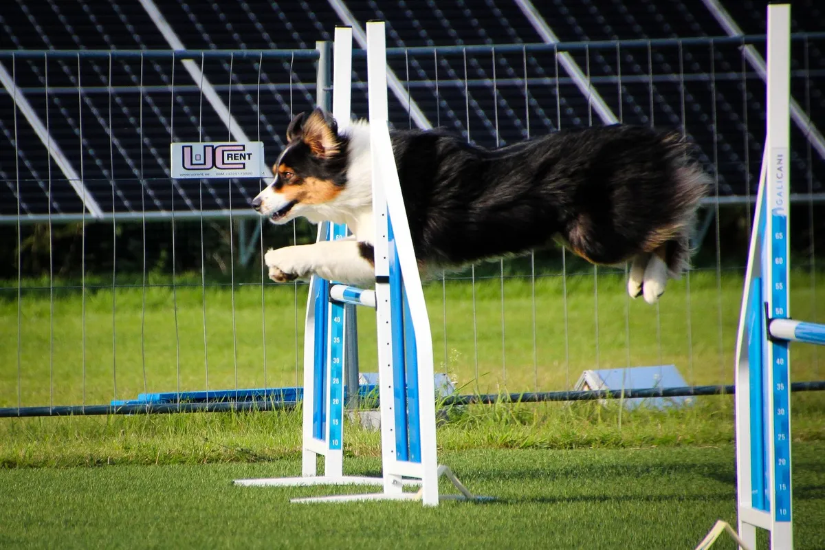 Pippa agility trennis.