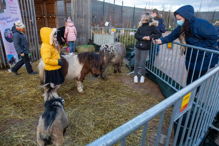 Ponid, sokk, jänesed, kanad ja kukk pakkusid jõuluaias lastele palju põnevust.