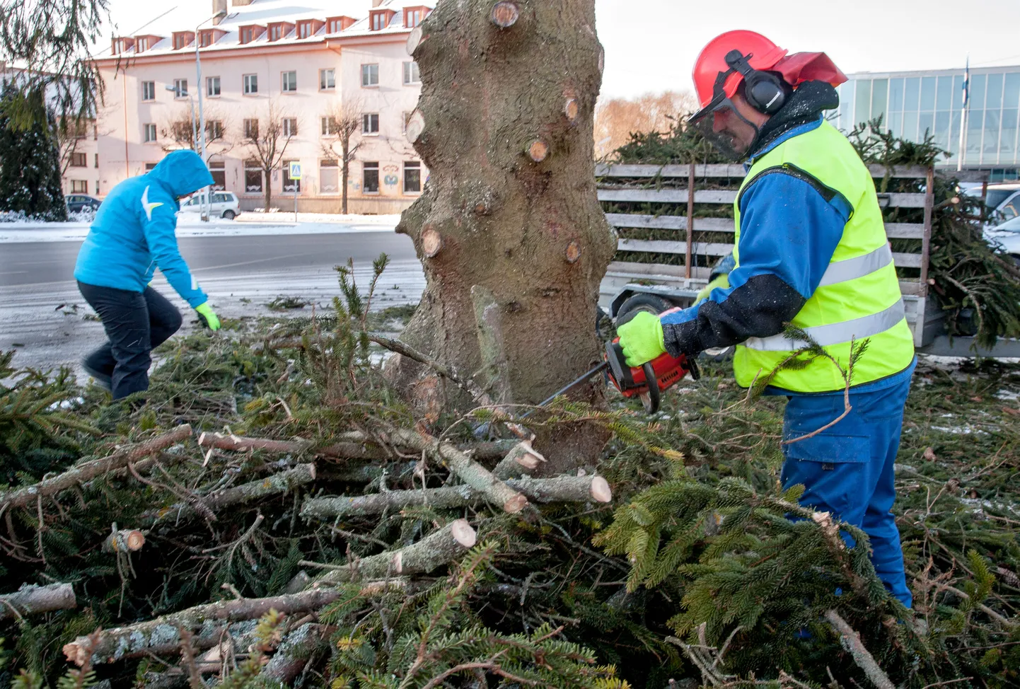 Täna võeti maha Pärnu Keskväljakul asunud jõulukuusk.