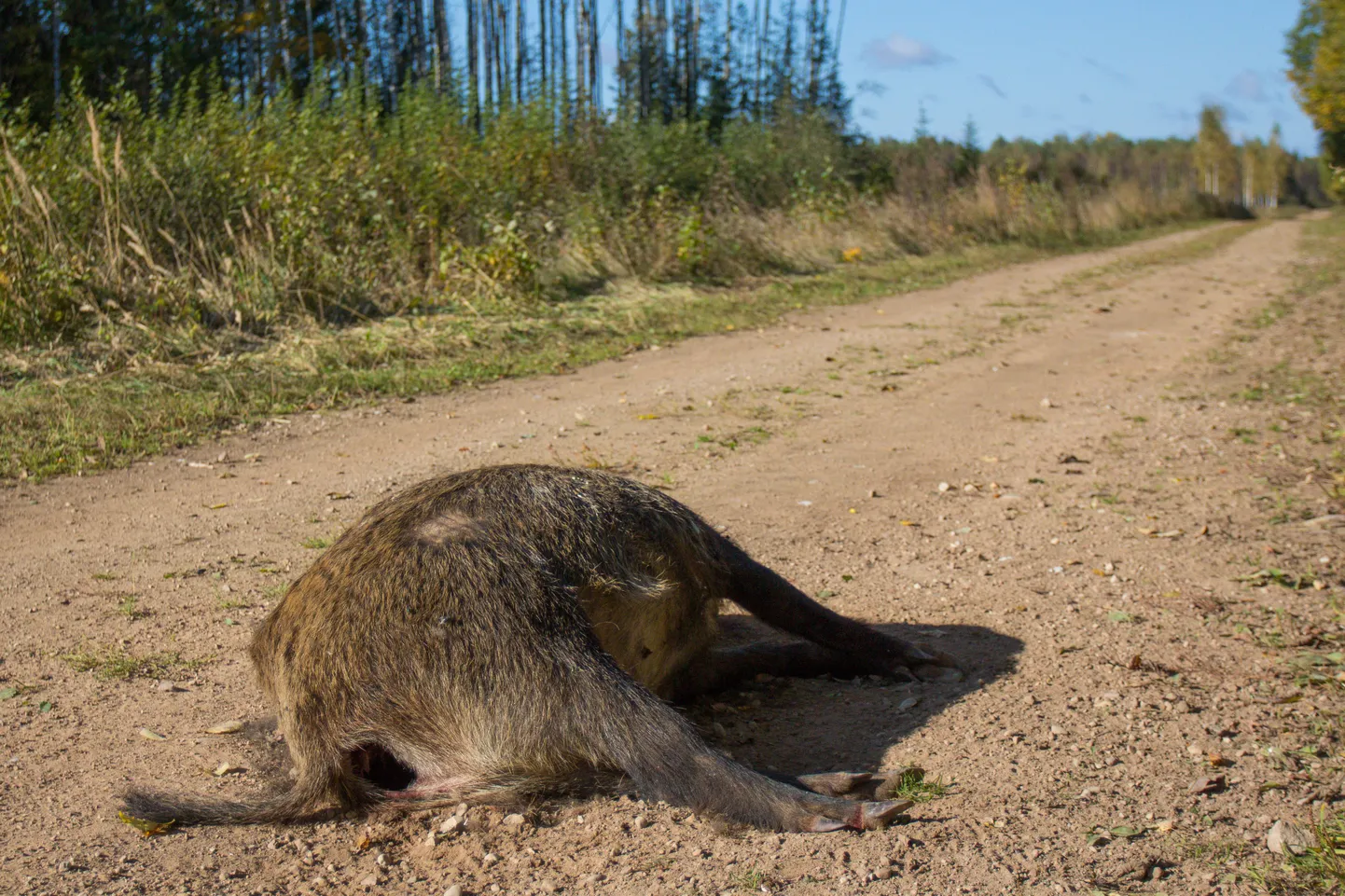 Viljandimaalt leitud seakatku kahtlusega metsseakorjus.