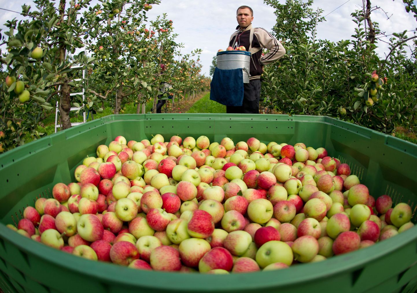 Нашим дегустаторам больше всего понравились эстонские и польские (на фото) яблоки.