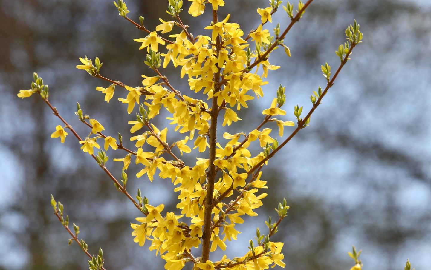 Forsüütia on üks esimesi õitsejaid varakevadises aias, veelgi varem näeb kuldkollaseid õisi, kui mõni oks tuppa vaasi tuua.