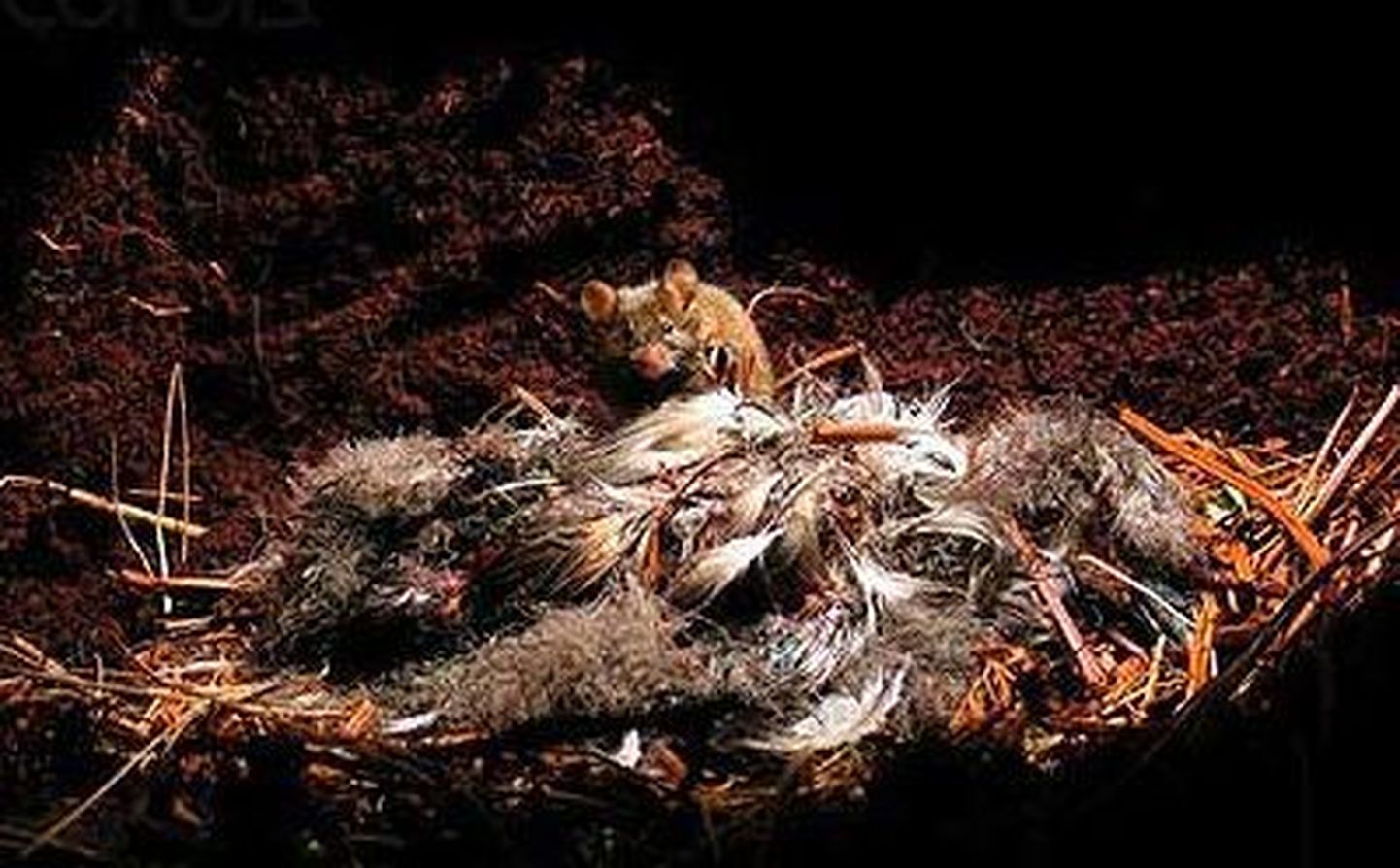 Suured hiired ohustavad Goughi saare linde