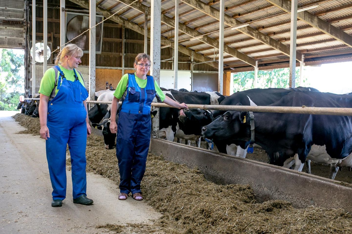 Vändra OÜ Sõõrike farmi juhataja Angela Alev (vasakul) ja tõuaretaja Annika Laasmäe loodavad, et ilma jahenedes suureneb ­lehmadel nii toodang kui vasikate saamise lootus.