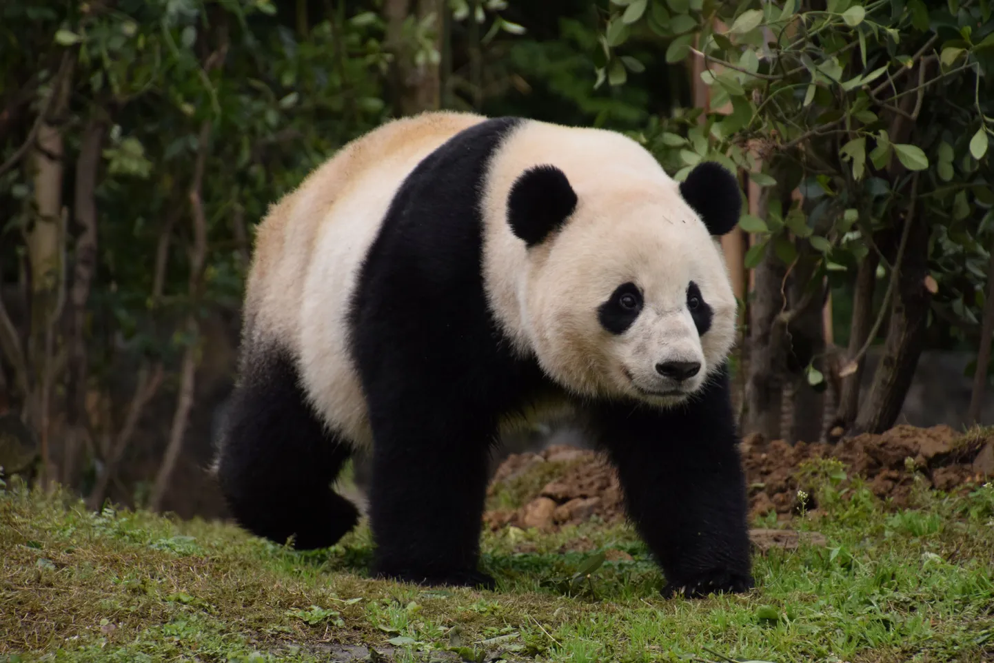 Bao Bao oma uues kodus Hiinas.
