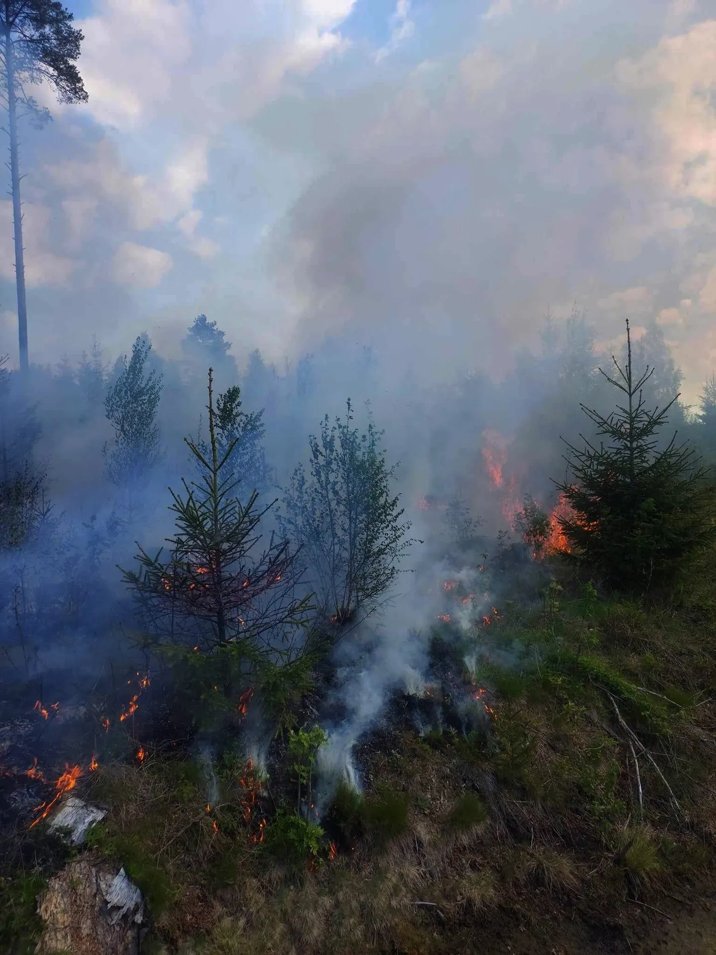 В волости Тойла в Ида-Вирумаа горит лес.