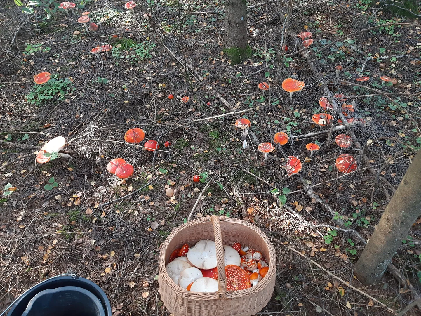 Мухоморы.