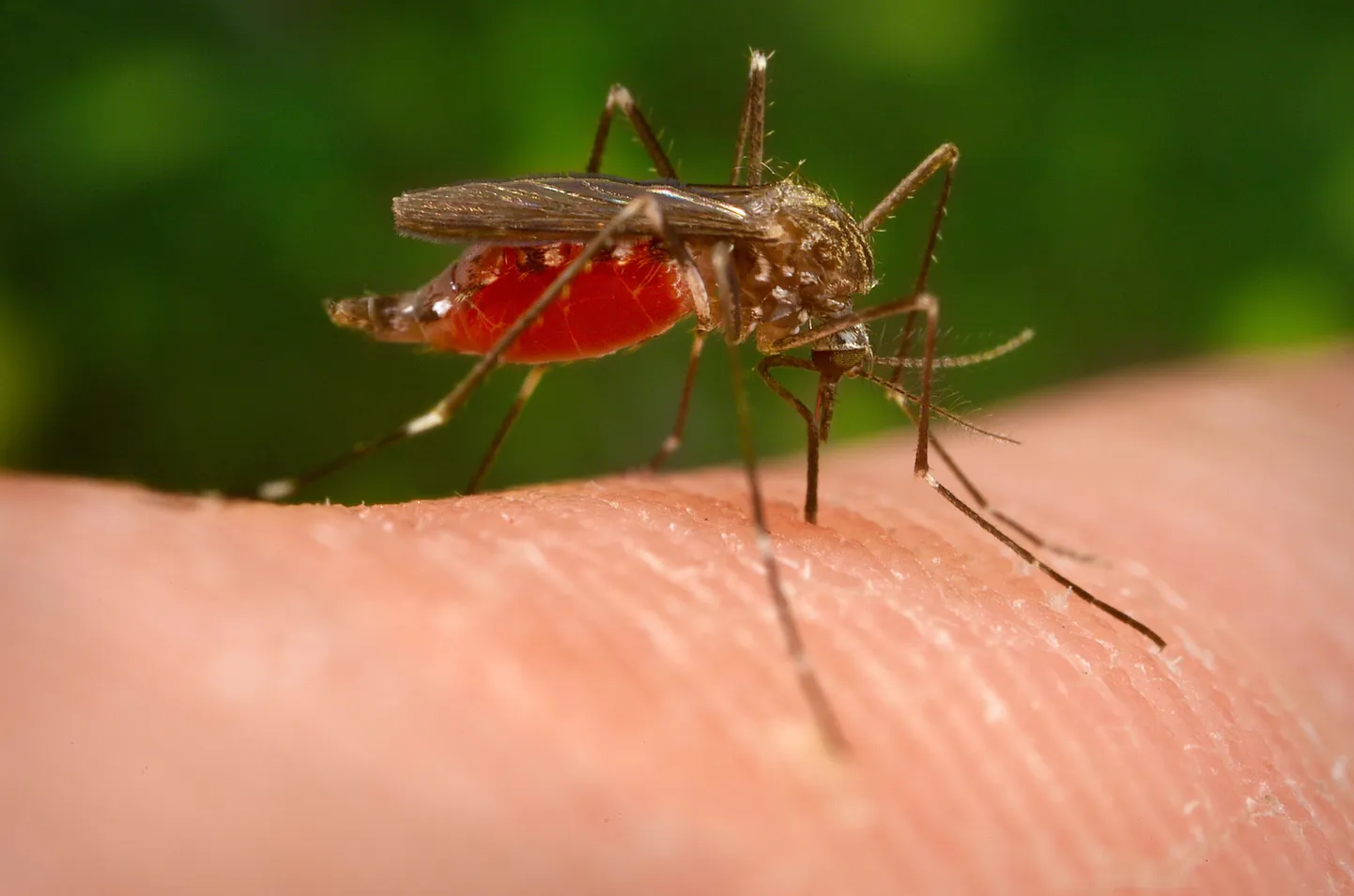 Euroopas võtab võimust seni peamiselt Aasias ja Venemaal levinud uus sääseliik Ochlerotatus japonicus.