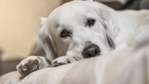 Loomaarst hoiatab ohtliku haiguse eest: raskematel juhtudel võib see lõppeda surmaga