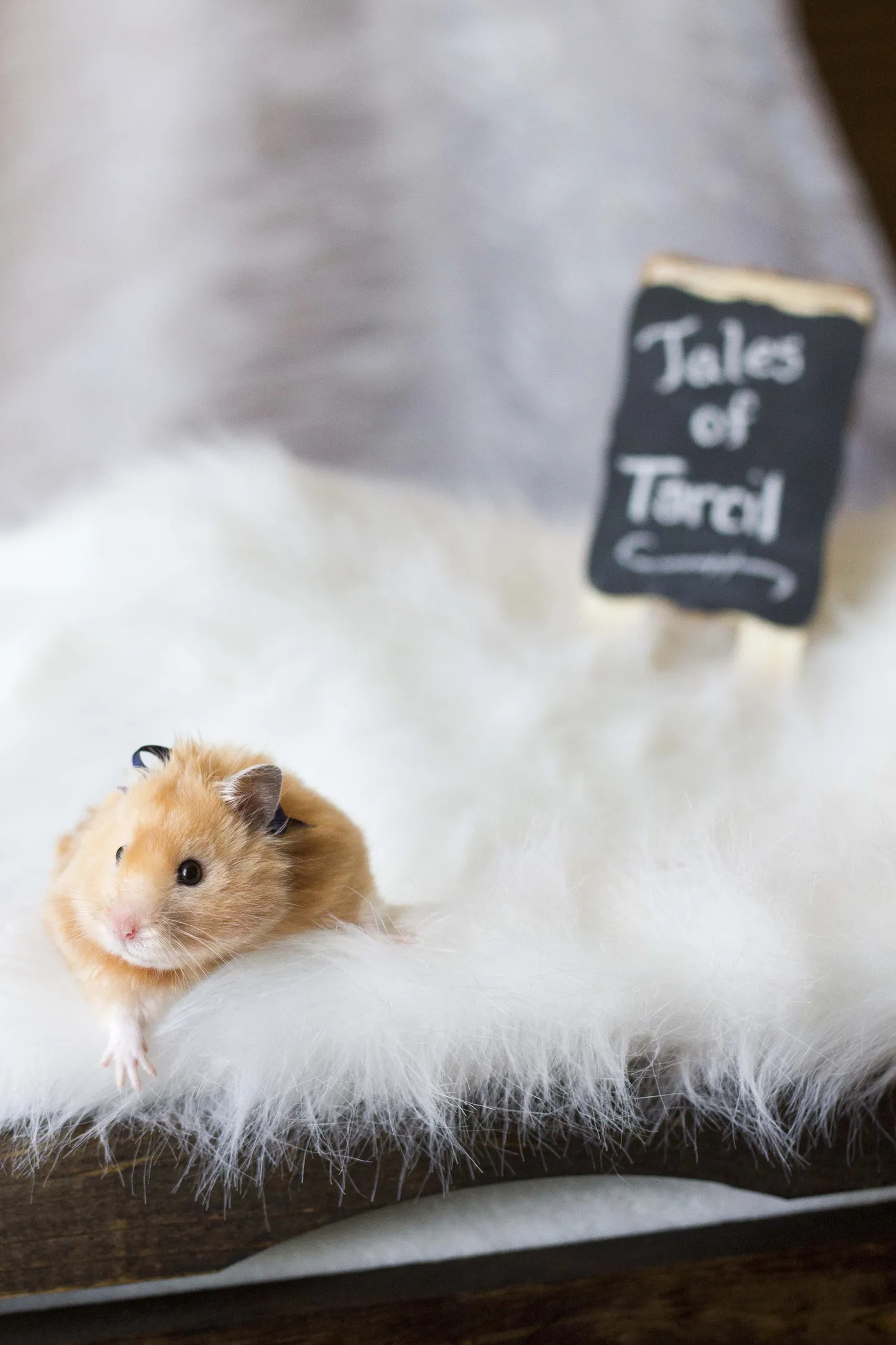 Hamster. Foto on illustratiivne.