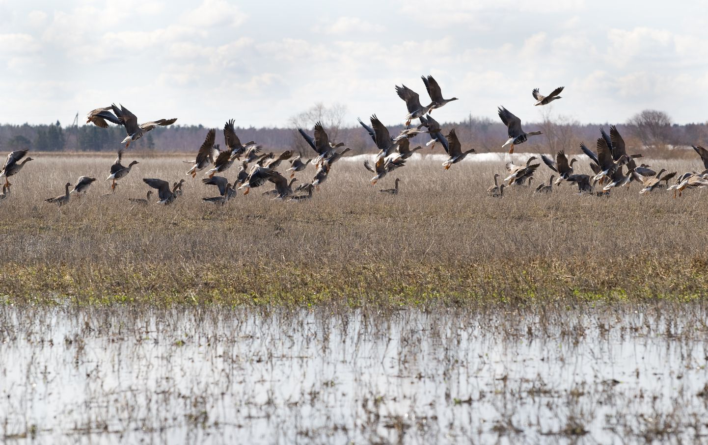 В пик периода перелета на поля зерновых садятся сразу тысячи птиц, которые не покидают место стоянки, пока не насытятся и не ощиплют поле догола.