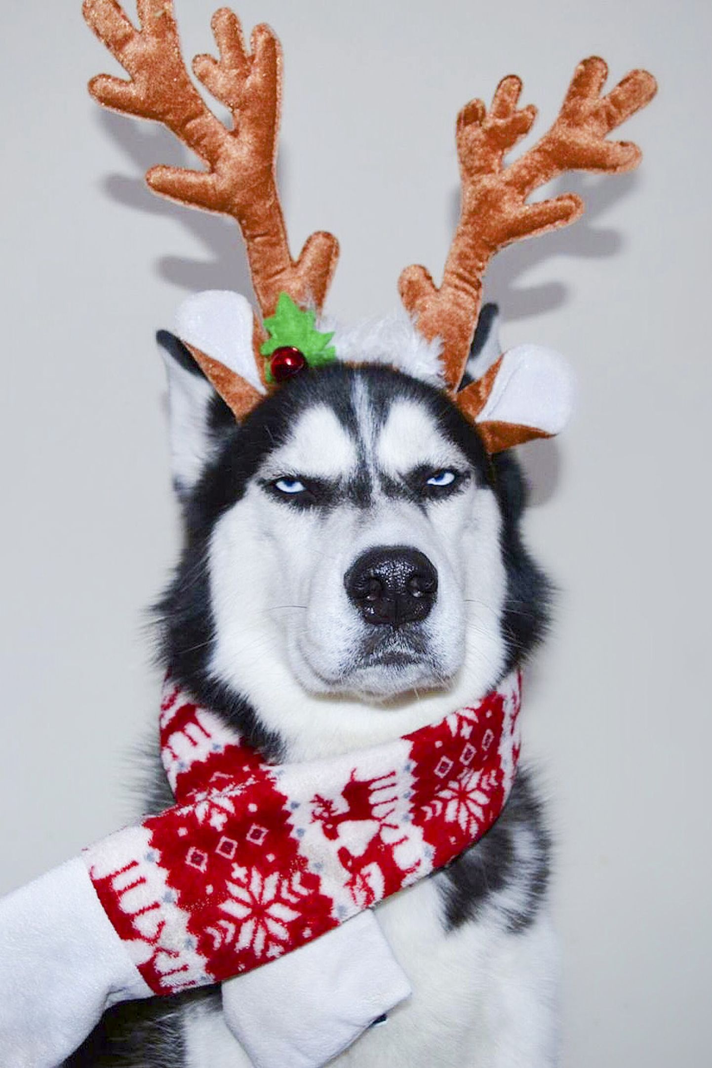 Koer Anuko, kes ei salli jõule.