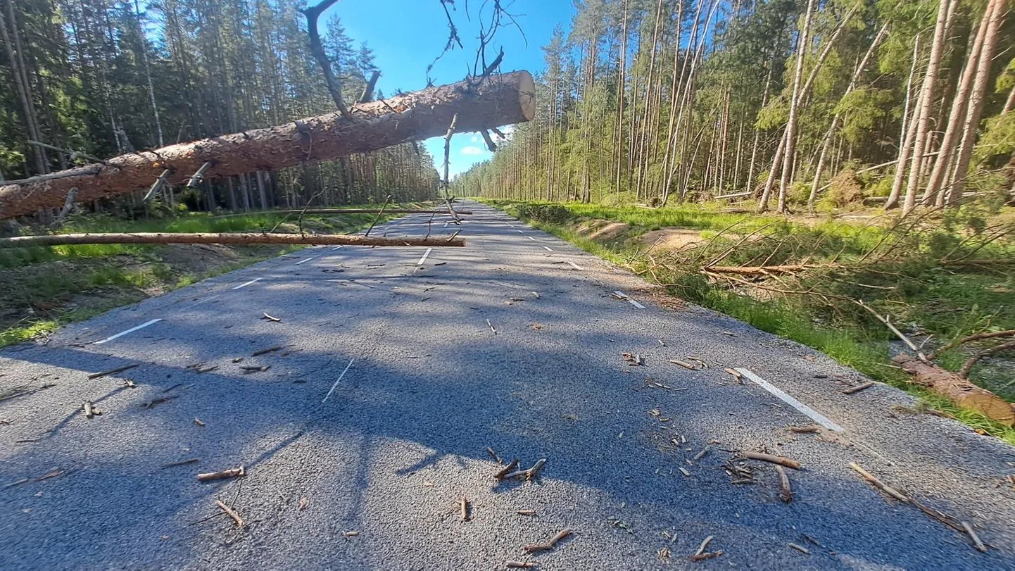 Teele langenud puu. Foto on illustreeriv.