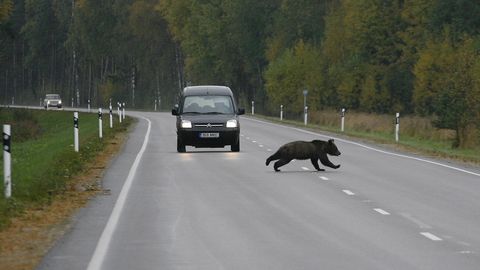 Karu jooksis täna varahommikul Järvamaal autole ette ja tulemus oli traagiline