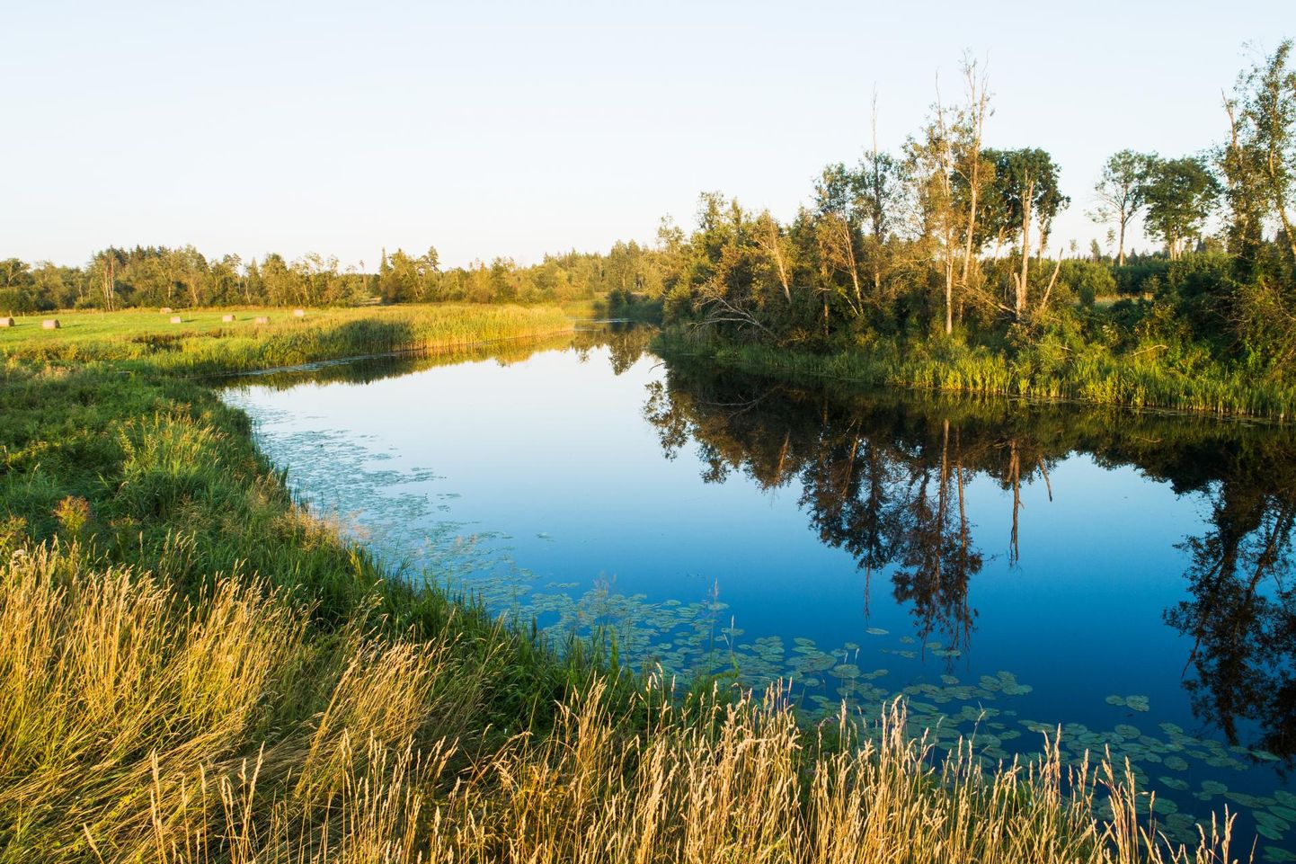 Pärnu jõe ääreski on kaldataimestik endiselt lopsakas ja veepiirilt tõusvates rohelistes vallides leidub nii õitsejaid kui sulelisi.