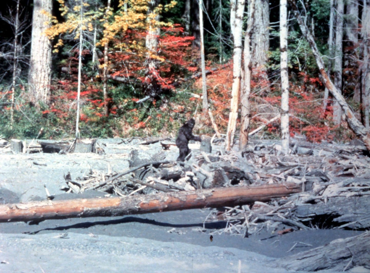 Foto 20. oktoobrist 1967, mille tegi Roger Patterson Põhja-Californias Bluff Creeki metsas. Pildil on väidetavalt lumeinimene
