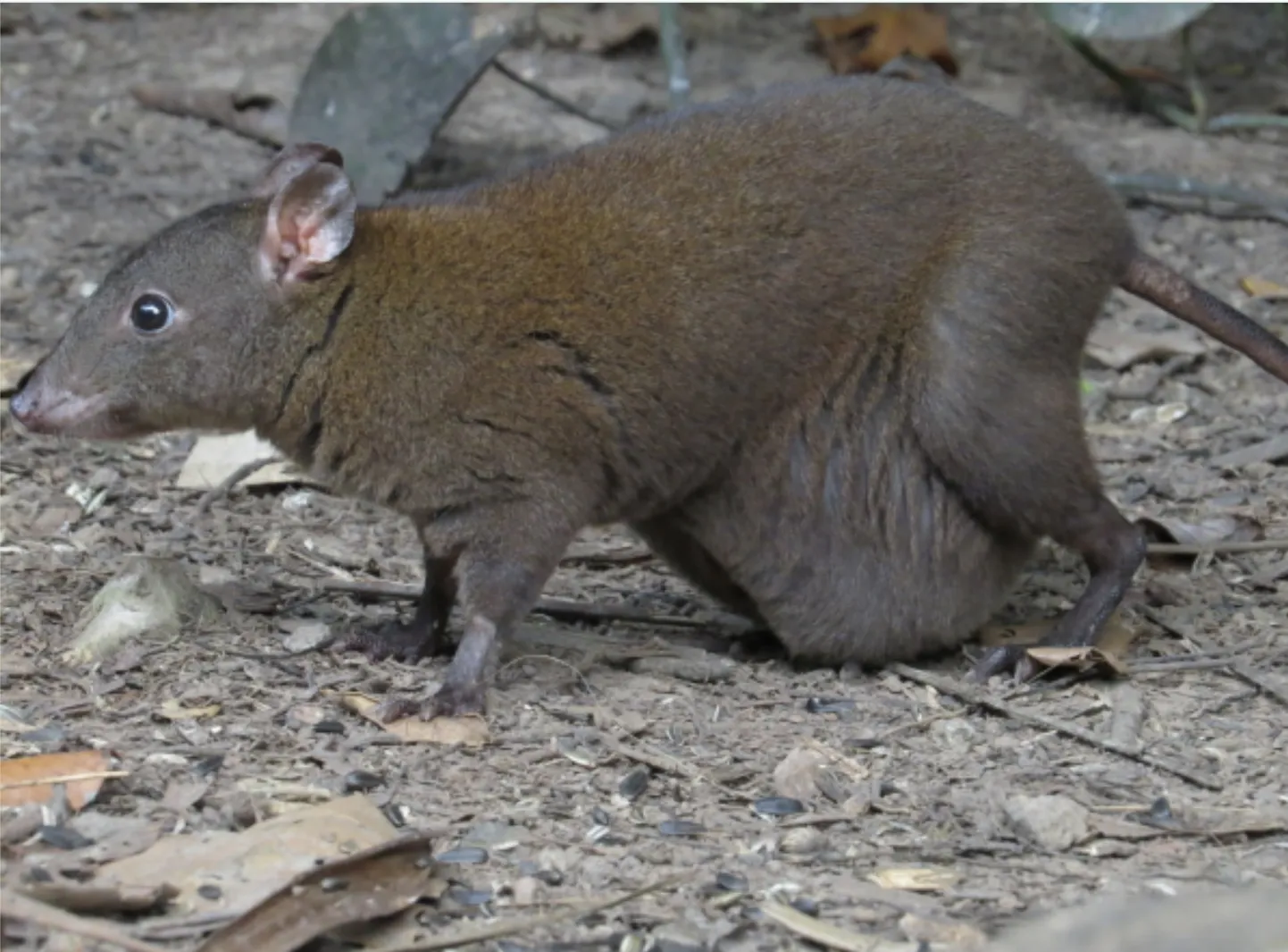 Austraalias elav tilluke kukkurloom muskusrott-känguru on ainus elav känguruline, kes ei hüppa.