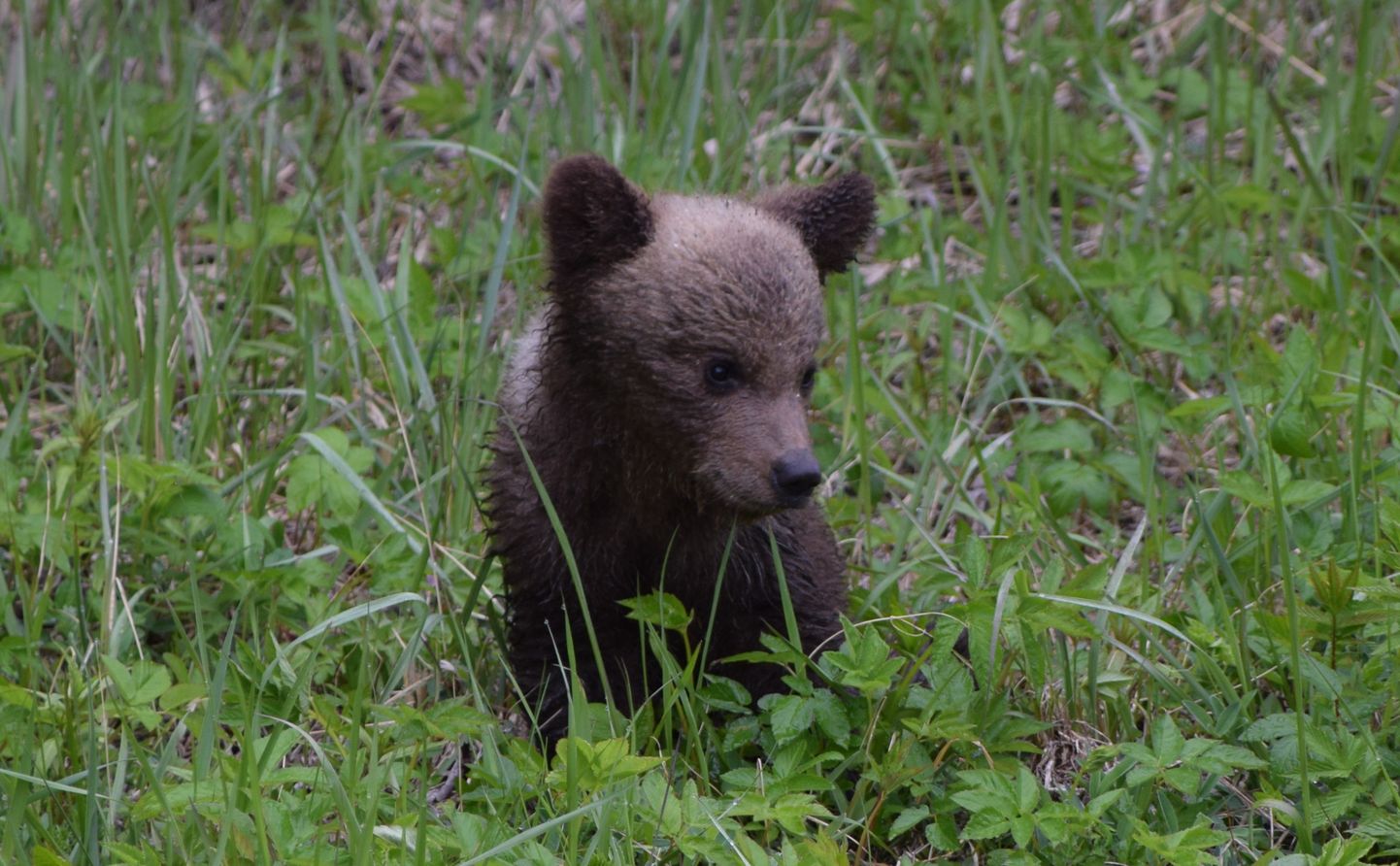 За приключениями сондаского медвежонка следили как местные жители, так и чиновники, занимающиеся дикими животными.