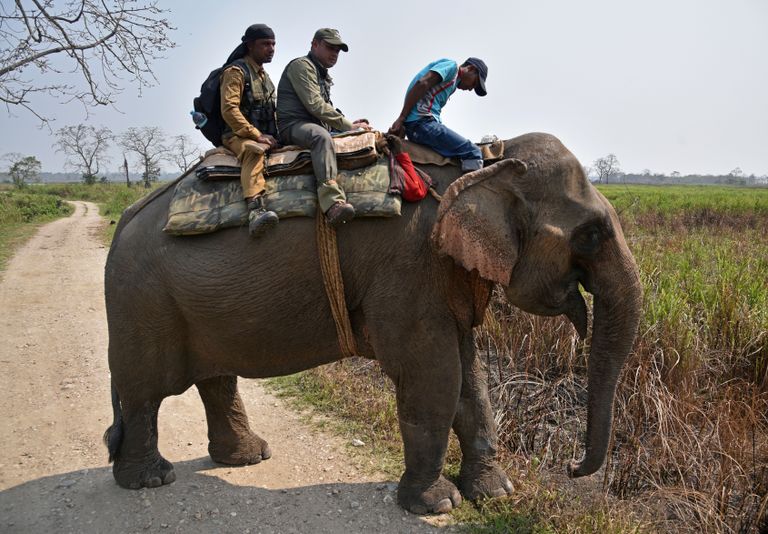 Kaziranga looduskaitseala ametnikud viisid loendust läbi peamiselt elevantide seljas