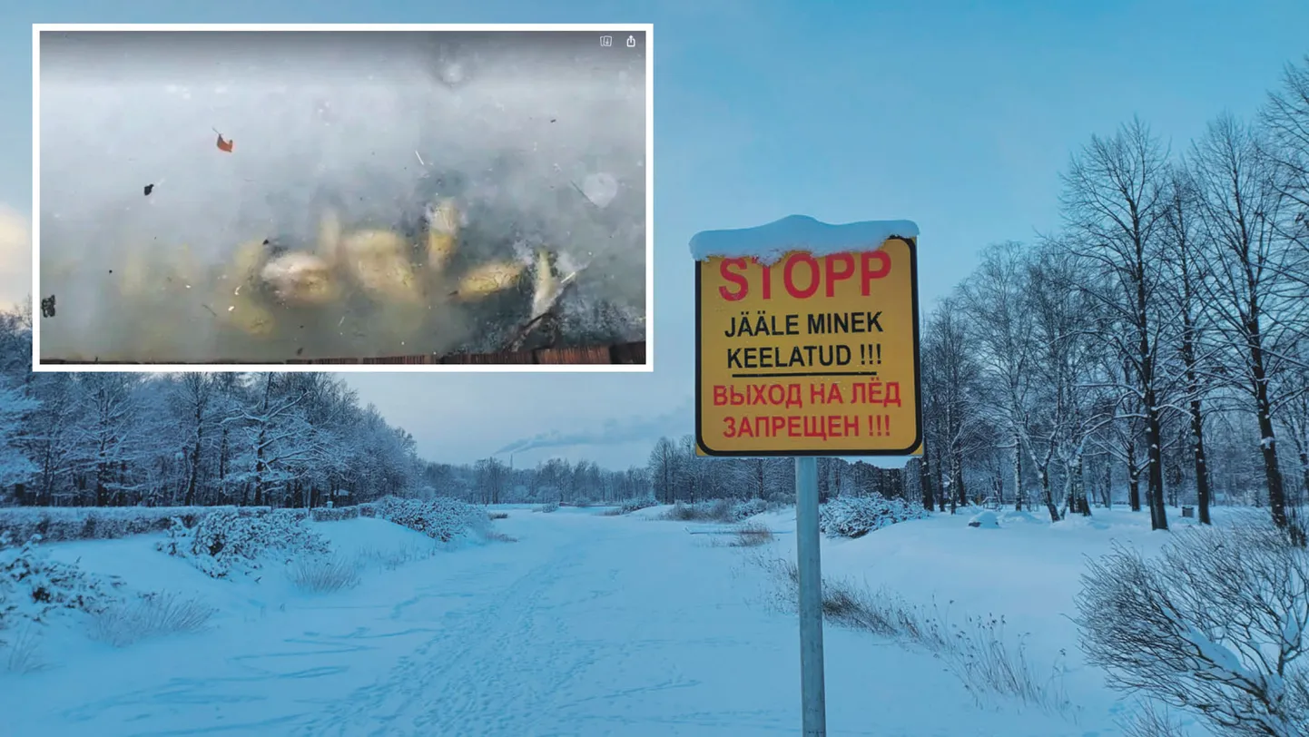 Surnud kalu on tiigi servas jää all päris palju näha.