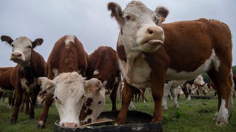 В Ляэнемаа у владельца изъяли 14 голов крупного рогатого скота