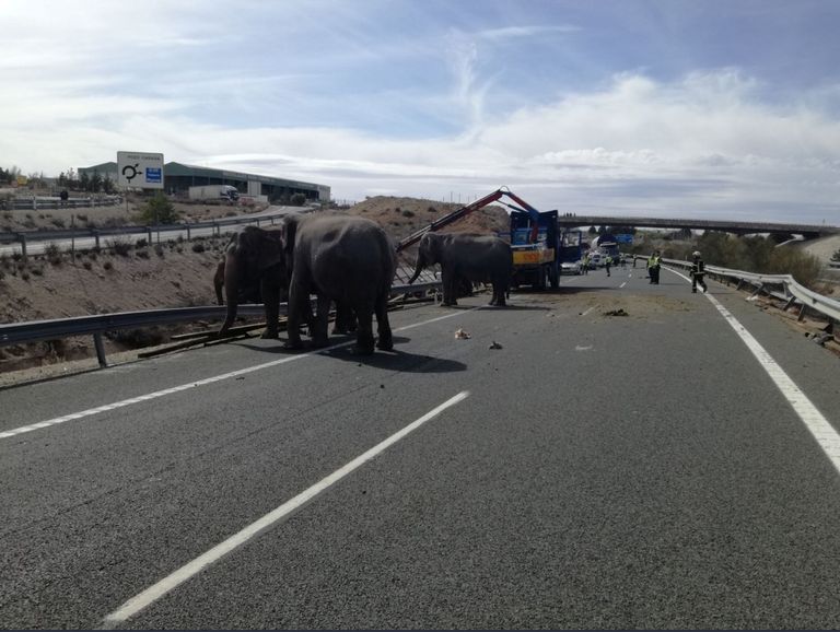 Hispaanias liiklusõnnetusse sattunud elevandid