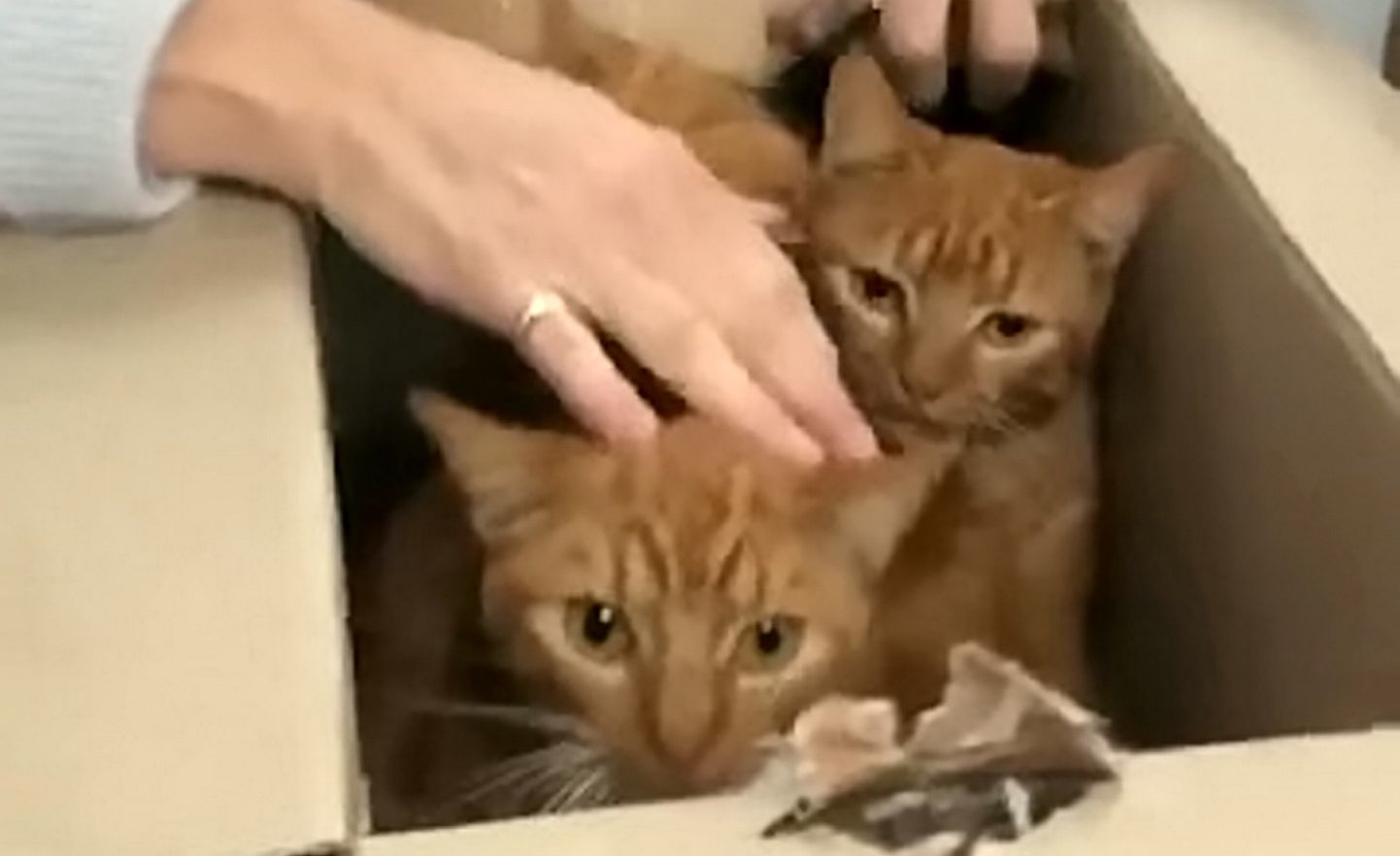 Neljast pappkastist leiti kokku 11 kassi.