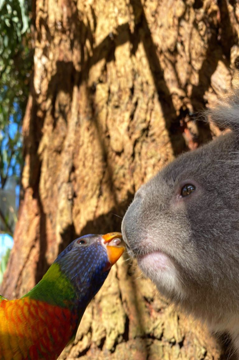 Papagoi ja koaala jagasid huvitavat hetke.