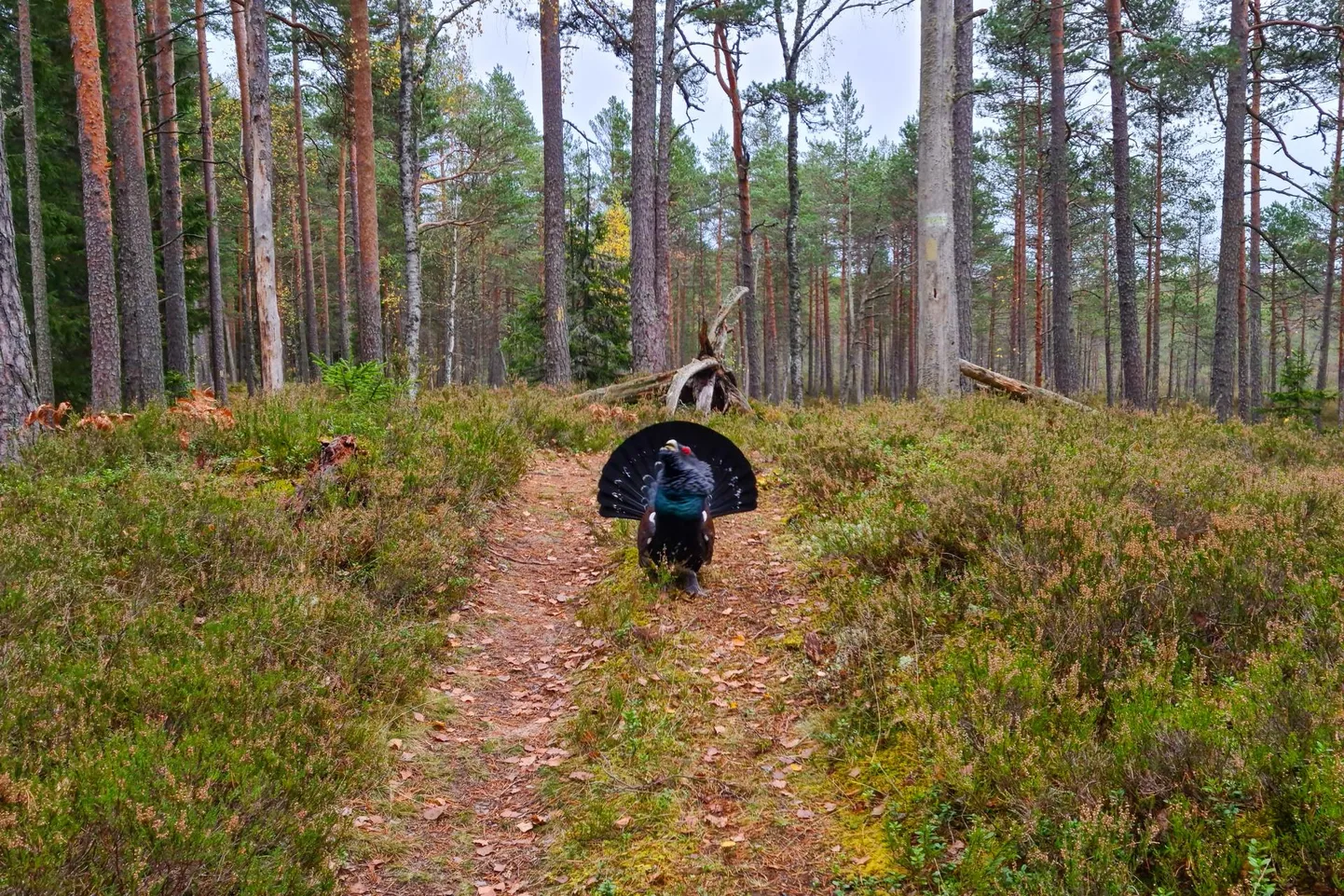 Metsis on ennekõike tuntud oma mängu poolest: isaslinnud teevad läbi keerulised rituaalid, et võita emaste soosingut.