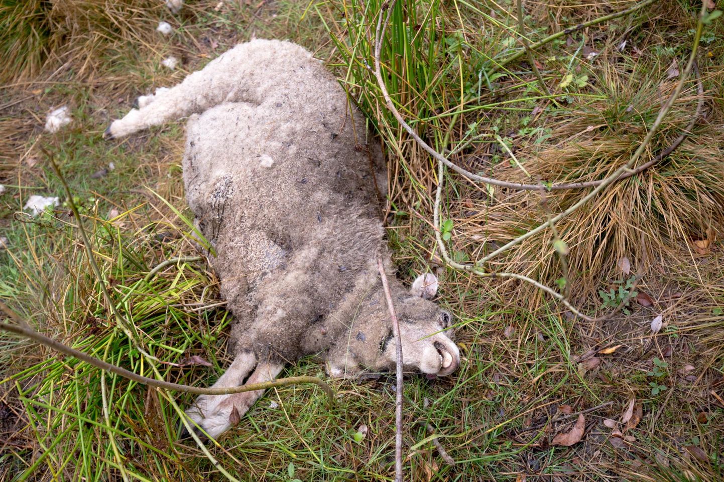 Augusti lõpus käisid hundid samuti Sergo Sokolovi lambaid murdmas.