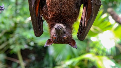 V Augšdaugavas novadu grozi do 700 evrov kazni za motenje kolonij netopirjev