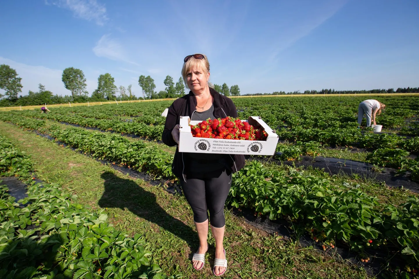 Lääne-Virumaal Rakvere külje all Mädapeal asuva Otsa talu perenaine Milvi Idavain kõneles, et esimene saak korjati 21. juunil. See osteti talust kohe ära ja turule ei olnud vaja minnagi.