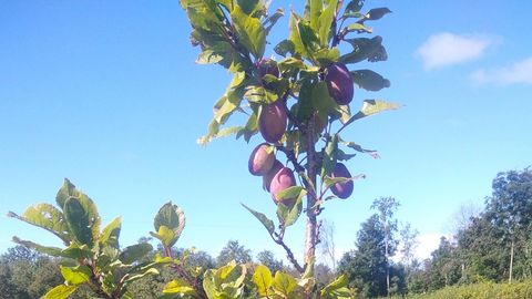 Noarootsi mereline kliima aitab ploomidel küpseda
