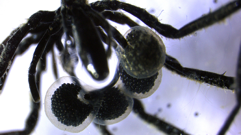 New sea spiders found living on methane off U.S. coast