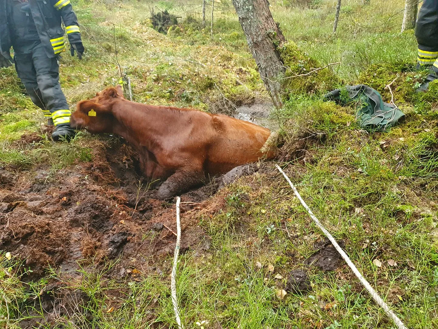 Lehm laukas.
