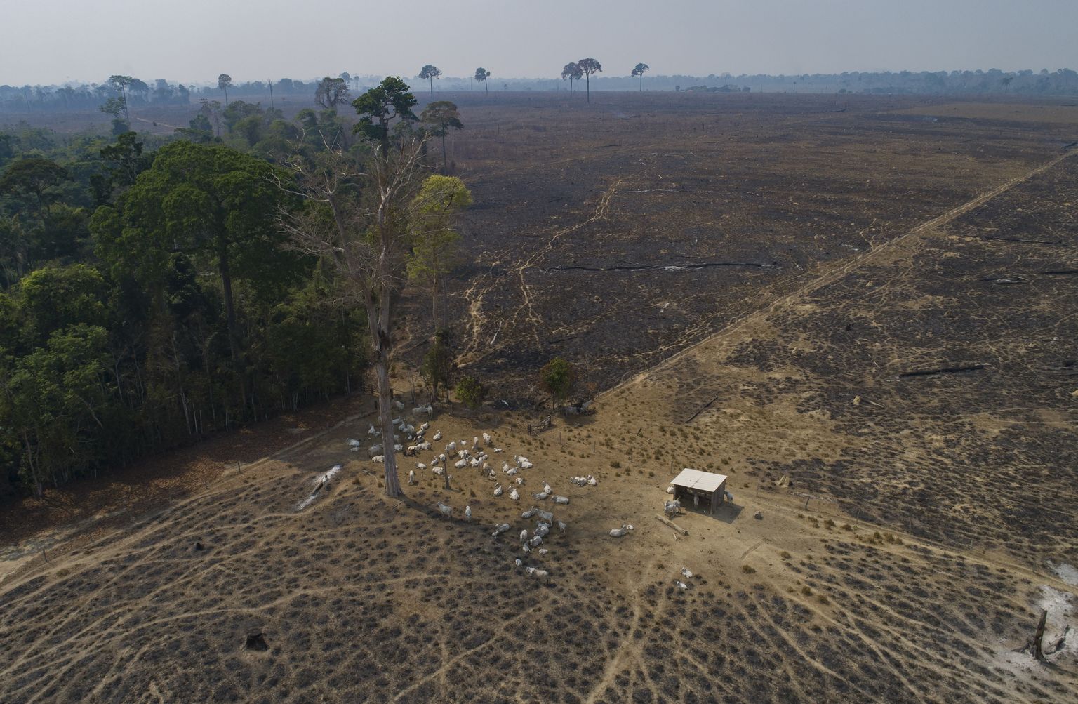 Hiljuti metsatustatud maa Brasiilias.