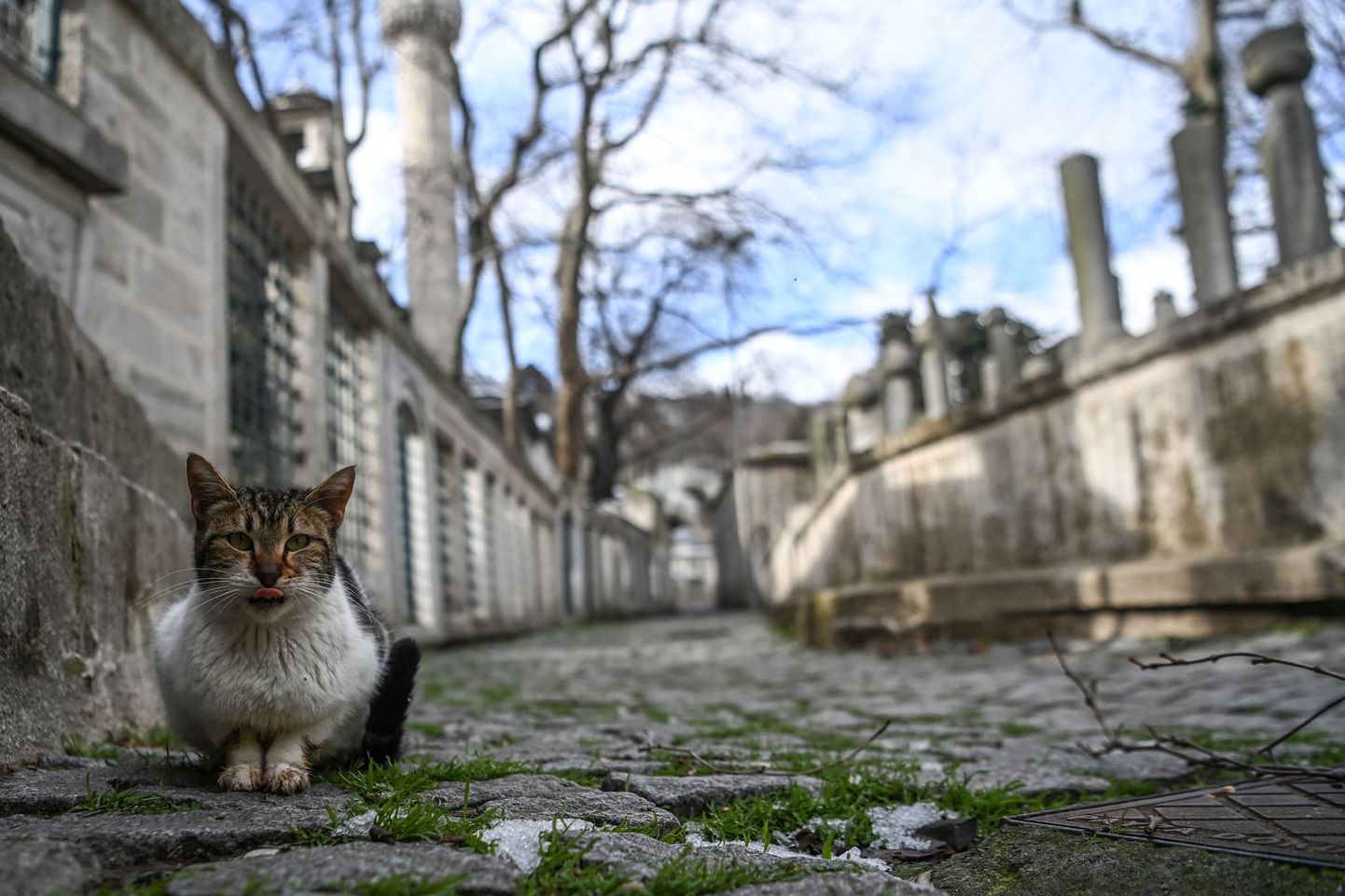 Kass Istanbuli tänaval detsembris 2020.