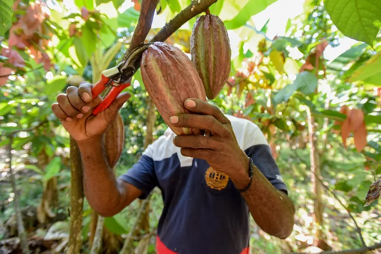 Какао-фермер в Колумбии.