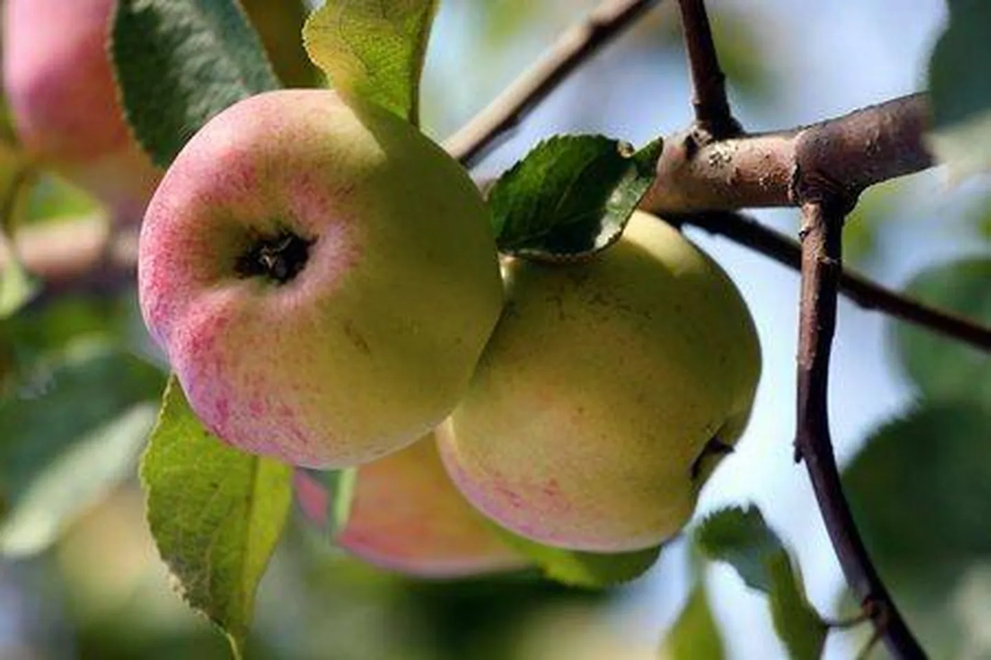 Eriti väärtustavad napsumeistrid vanade õunaaedade saaki, mida ei tohi mingil juhul raisku lasta. Õuna hing tuleb pudelisse püüda, siis on seda võimalik tagantjärele nautida. 
