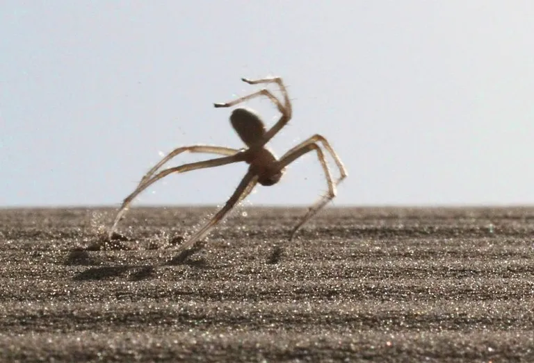 Cebrennus rechenbergi