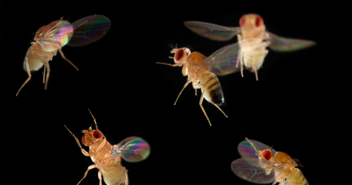 мозг дрозофилы. плодовая мушка дрозофила. пищевые мошки. мягкая игрушка дрозофил. дрозофилы в цветах как избавиться.