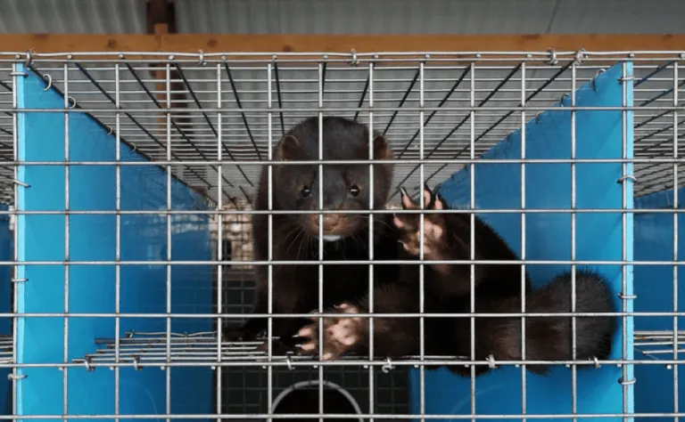 Mink Hispaania karusloomafarmis.
