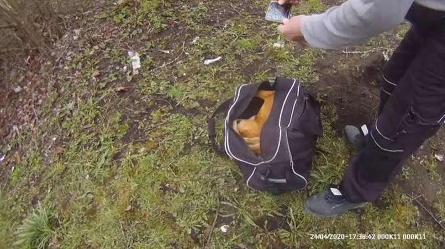 Труп собаки похоронили в спортивной сумке на детской площадке.