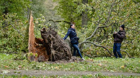 Фото и видео ⟩ «Пять деревьев упали прямо перед нами!» Сильный шторм обрушился на парк Кадриорг и сломал несколько деревьев